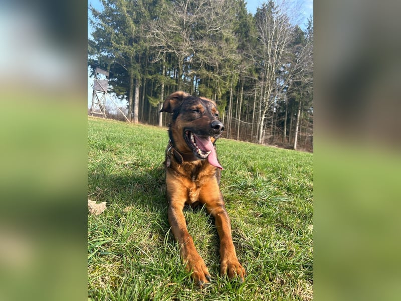 Schäferhundmischling