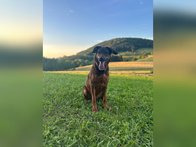 Schäferhundmischling