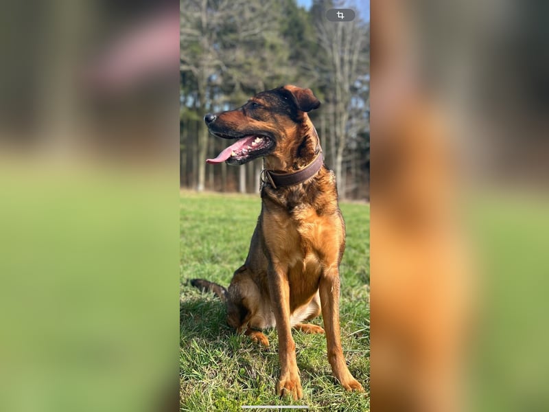 Schäferhundmischling