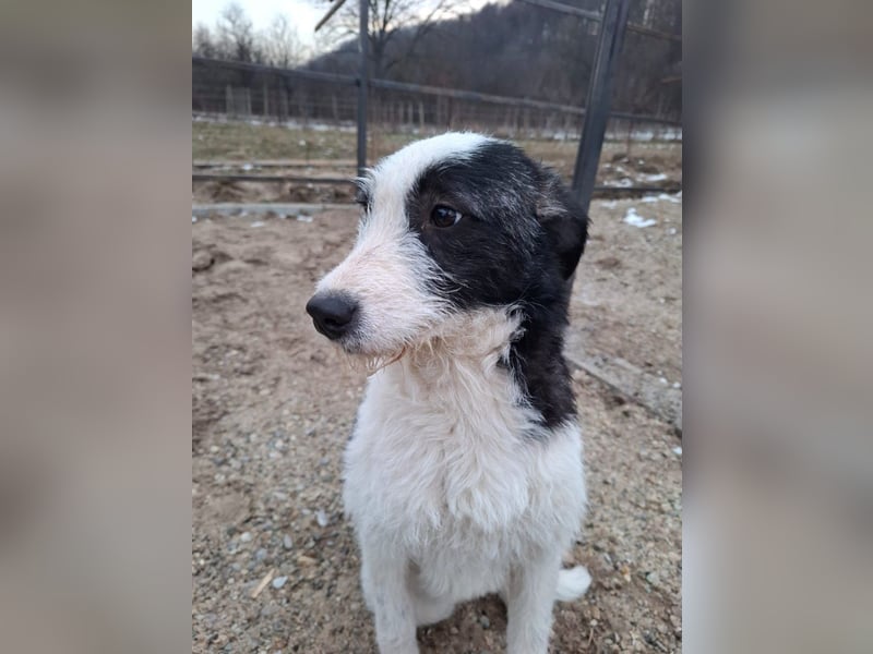 Vita - verspieltes, fröhliches 10 Monate junges Hunde-Mädchen