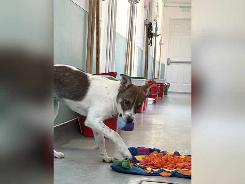 Amelia - ängstliches, aber neugieriges Welpenmädchen sucht ein Zuhause