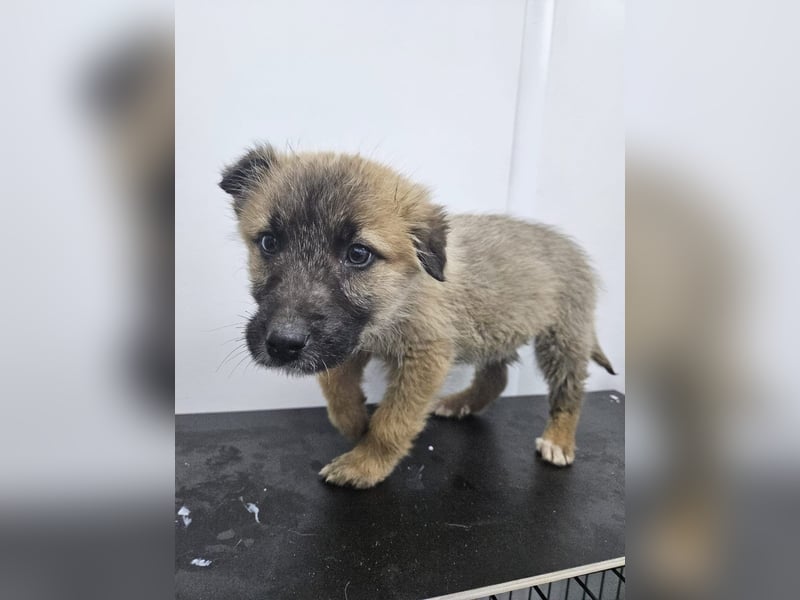 Oskar - aufgeweckter Welpe sucht ein Zuhause