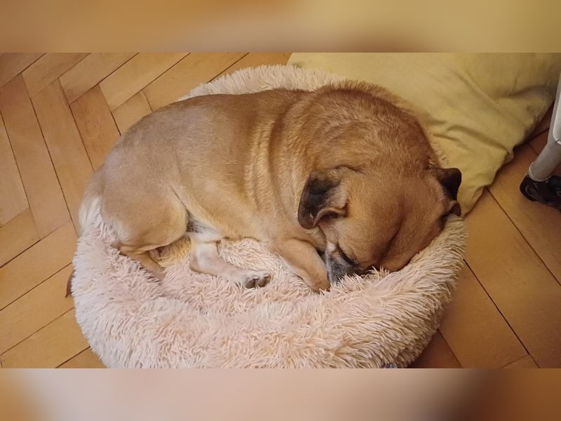 Tolo - verspielter, menschenbezogener Senior auf PS in Zaberfeld-Ochsenburg