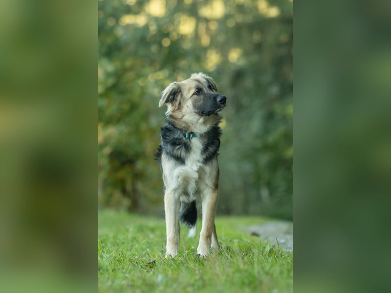 Tobi - aktiver, lebhafter und verspielter Rüde / Pflegestelle in 59...Eslohe