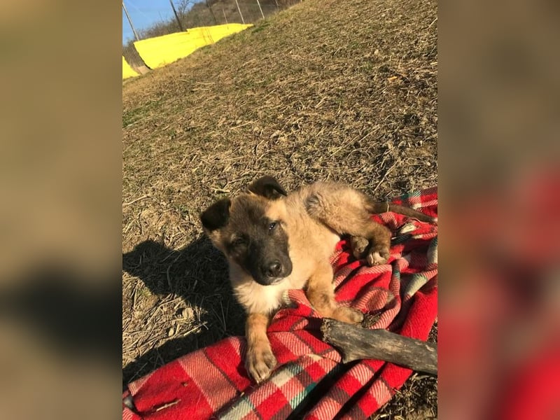 Lumi - verspieltes, freundliches Welpenmädchen sucht ein Zuhause