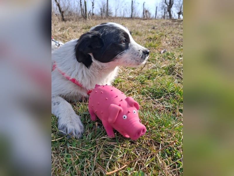 Luna - aktives, verspieltes 6 Monate junges Hunde-Mädchen sucht liebevolles Zuhause