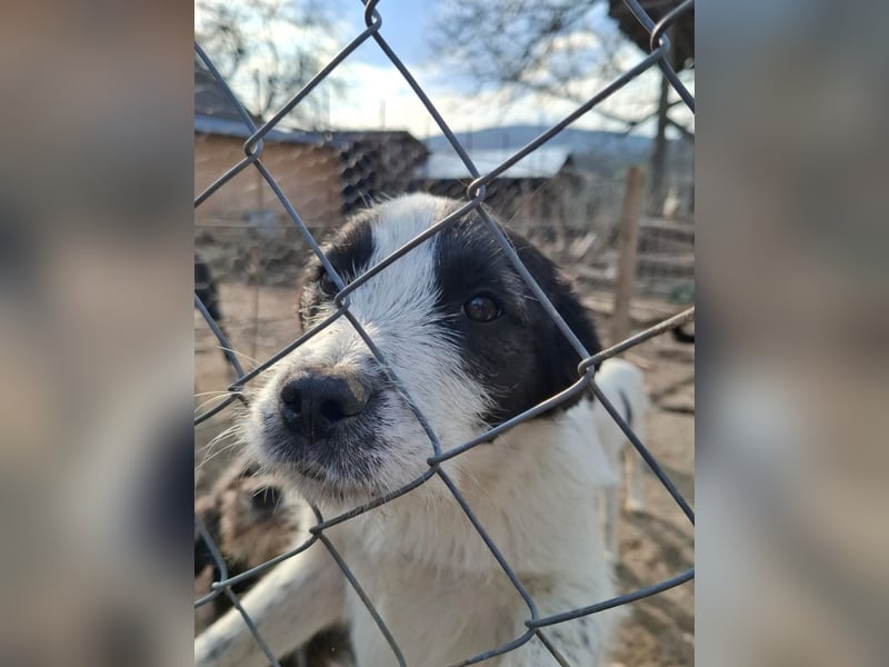 Luna - aktives, verspieltes 6 Monate junges Hunde-Mädchen sucht liebevolles Zuhause