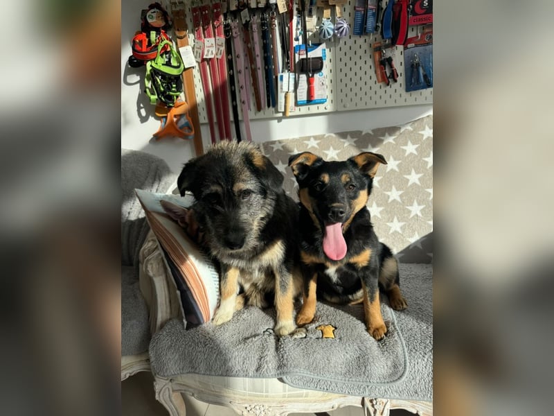 Marimar - aufgewecktes, fröhliches Hundemädchen sucht ein Zuhause