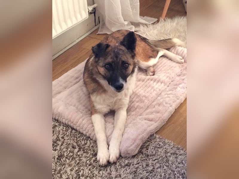 Tina - liebe Hündin sucht ihr Glück als Zweithund / z.Zt. in 93170 Bernhardswald