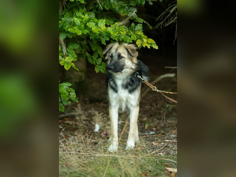 Tobi - aktiver, lebhafter und verspielter Rüde / Pflegestelle in 59...Eslohe