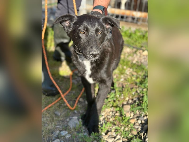 Louis - ruhiger, vorsichtiger Hundejunge sucht ein Zuhause