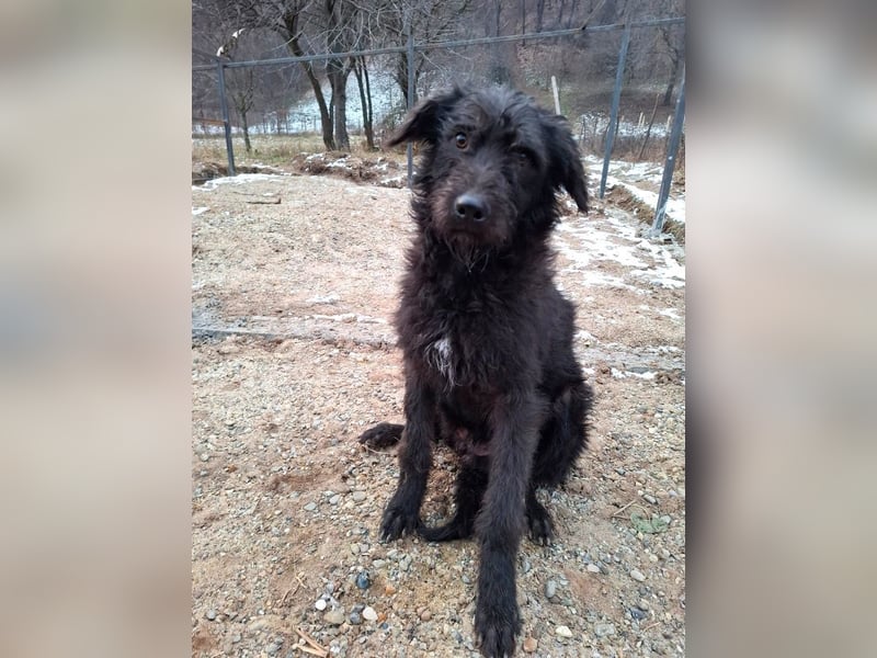 Louie - verspielter, fröhlicher 10 Monate junger Hunde-Junge