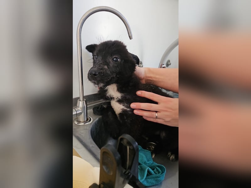 Louis - verspielter, vorsichtiger Welpe