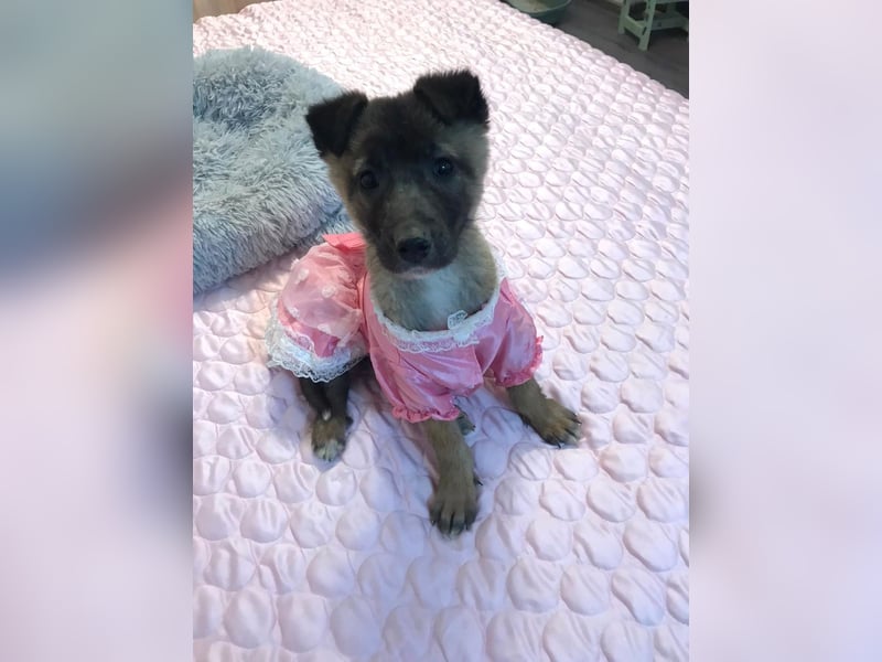 Lumi - verspieltes, freundliches Welpenmädchen sucht ein Zuhause