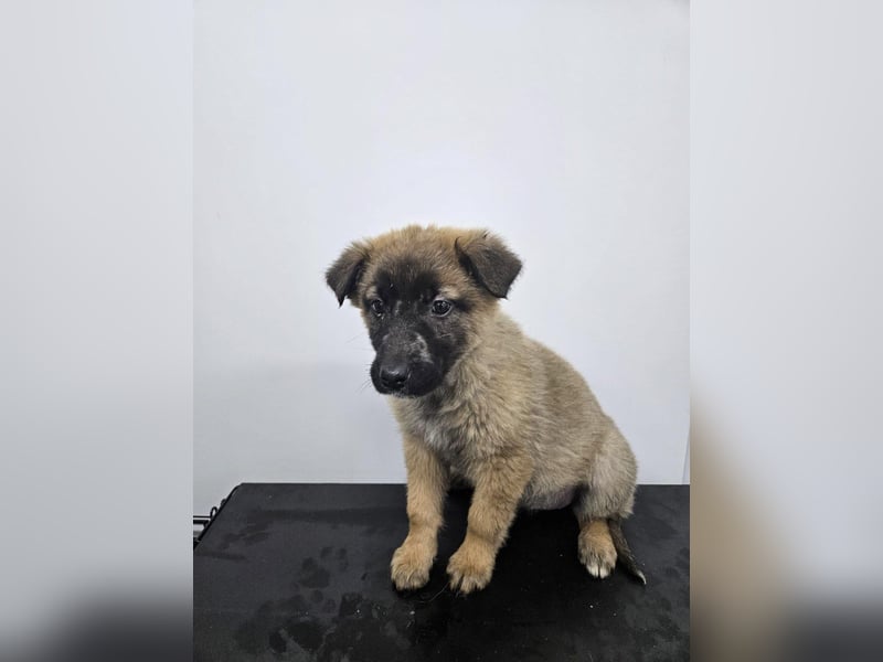 Ella - verspieltes Welpenmädchen sucht ein Zuhause