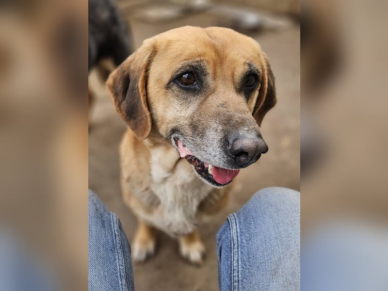 Tolo - verspielter, menschenbezogener Senior auf PS in Zaberfeld-Ochsenburg