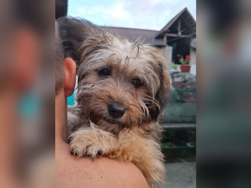 Cindy - kleine Herzensbrecherin sucht ein Zuhause