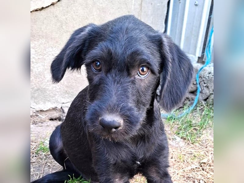 Louie - verspielter, fröhlicher 10 Monate junger Hunde-Junge