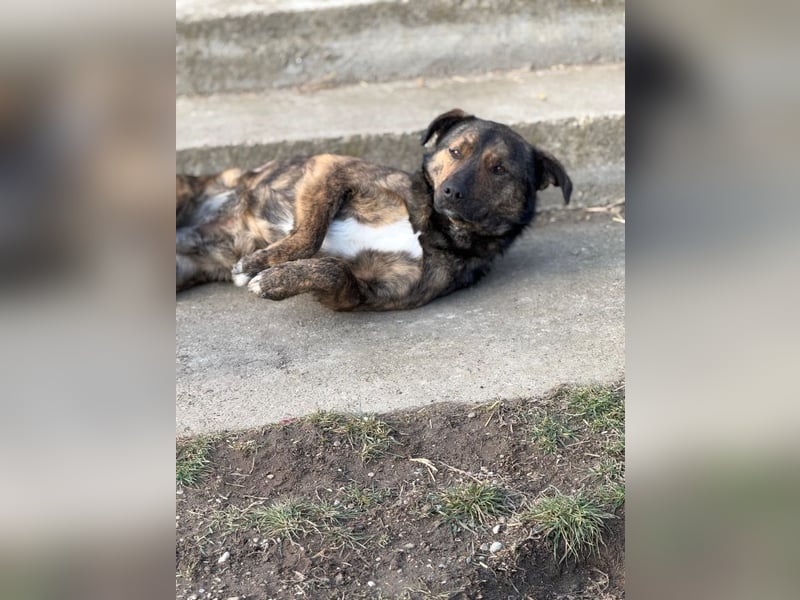 Noni - aktiver, freundlicher Rüde sucht Zuhause oder Pflegestelle