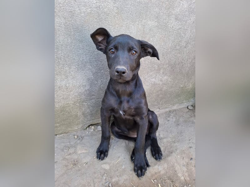 Alva - verspieltes, fröhliches 10 Monate junges Hunde-Mädchen