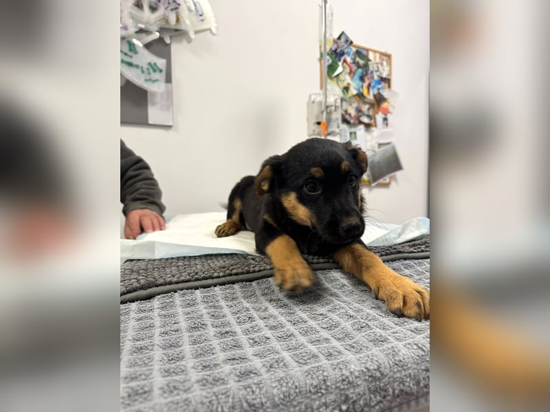 Pusha - 4 Monate junges, fröhliches, liebes Hundemädchen sucht ein Zuhause