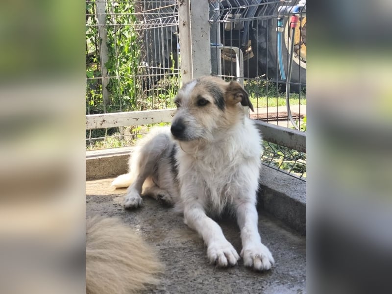 Ben - lebhafter, menschenbezogener und freundlicher Rüde / z.Zt. noch in Rumänien