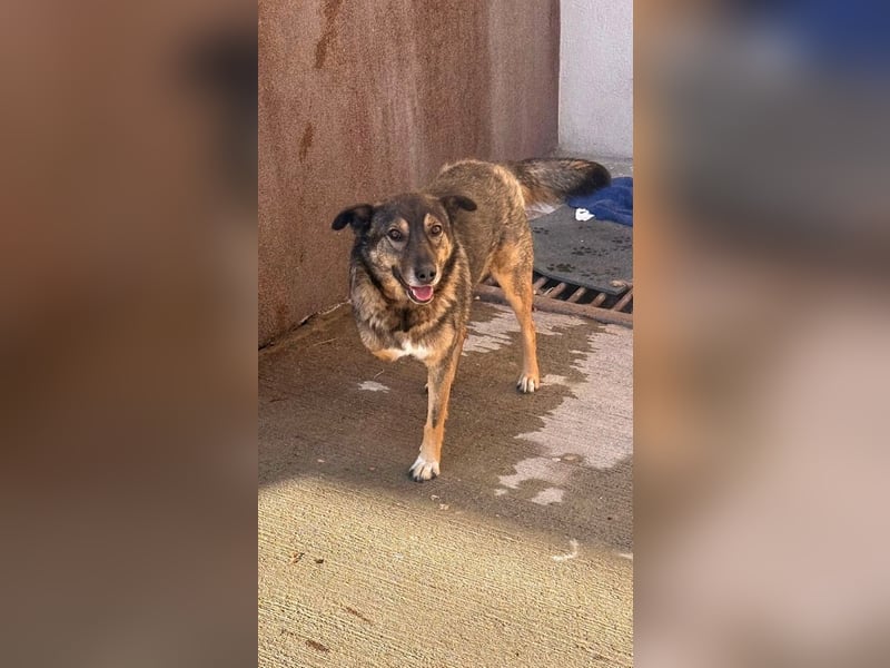 Snoop - liebenswerter, tapferer, dreibeiniger Rüde sucht ein Zuhause