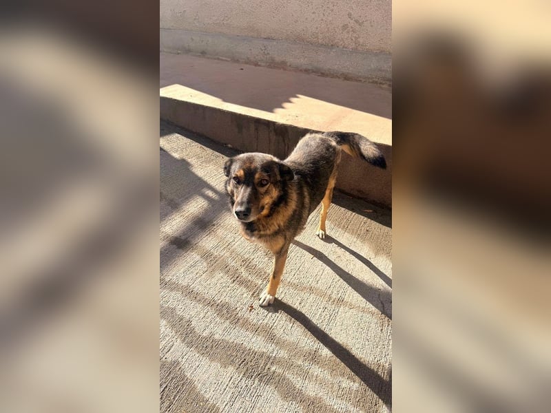 Snoop - liebenswerter, tapferer, dreibeiniger Rüde sucht ein Zuhause