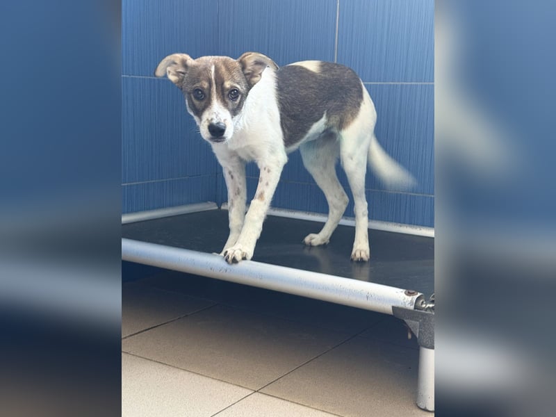 Amelia - ängstliches, aber neugieriges Welpenmädchen sucht ein Zuhause