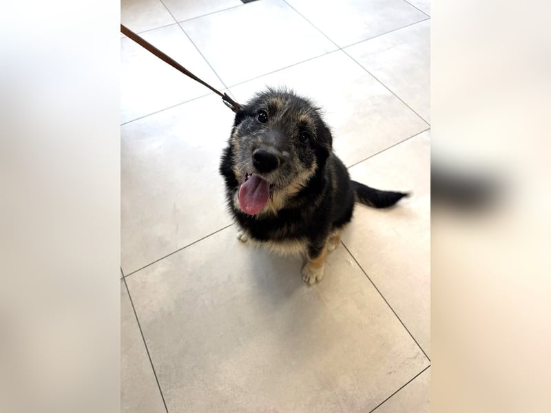 Marimar - 6 Monate junge freundliche, aktive Mischlingshündin sucht ein Zuhause