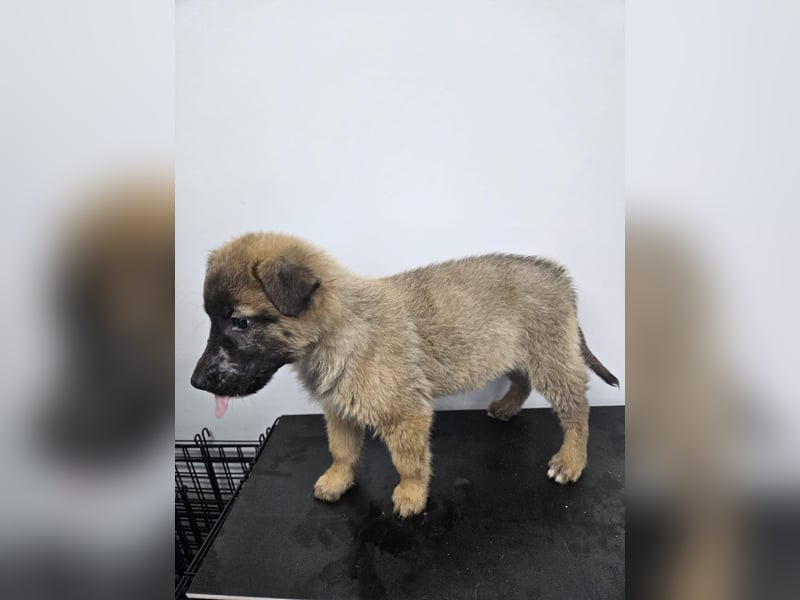 Ella - verspieltes Welpenmädchen sucht ein Zuhause