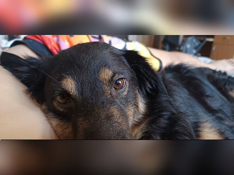 Blacky - sanfte, kluge Hündin sucht dringend ein Zuhause oder PS
