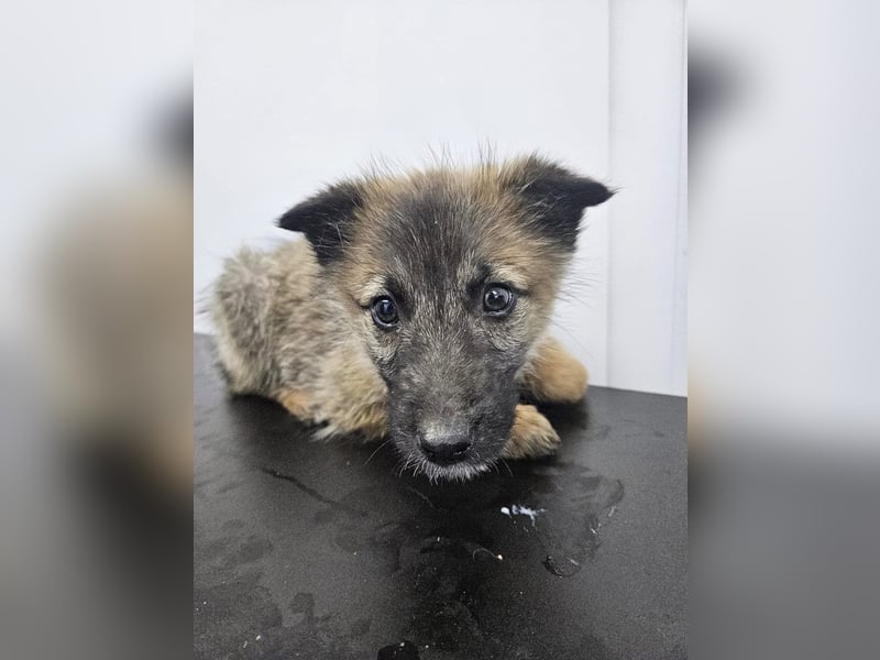 Kaya - verspieltes Welpenmädchen sucht liebevolles Zuhause