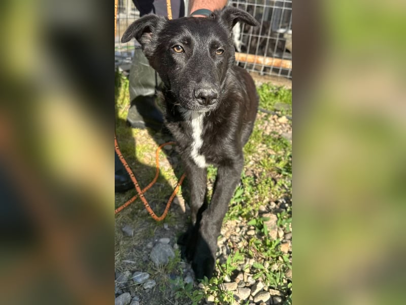 Louis - ruhiger, vorsichtiger Hundejunge sucht ein Zuhause