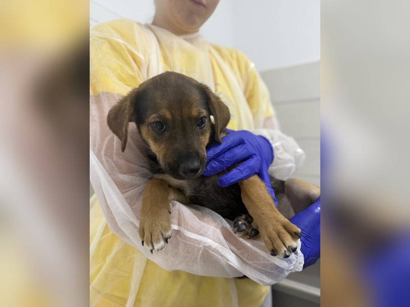 Kylie - neugieriges, verspieltes Welpen-Mädchen