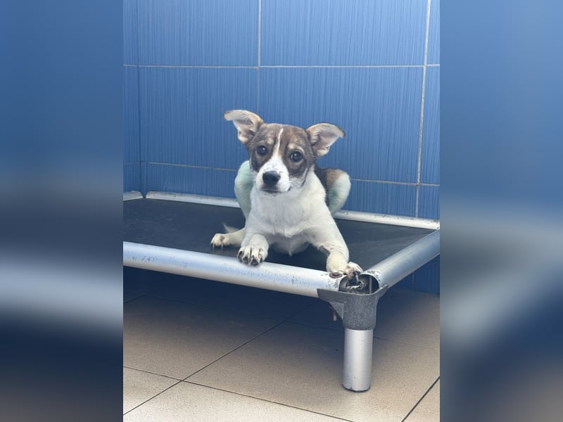 Amelia - ängstliches, aber neugieriges Welpenmädchen sucht ein Zuhause