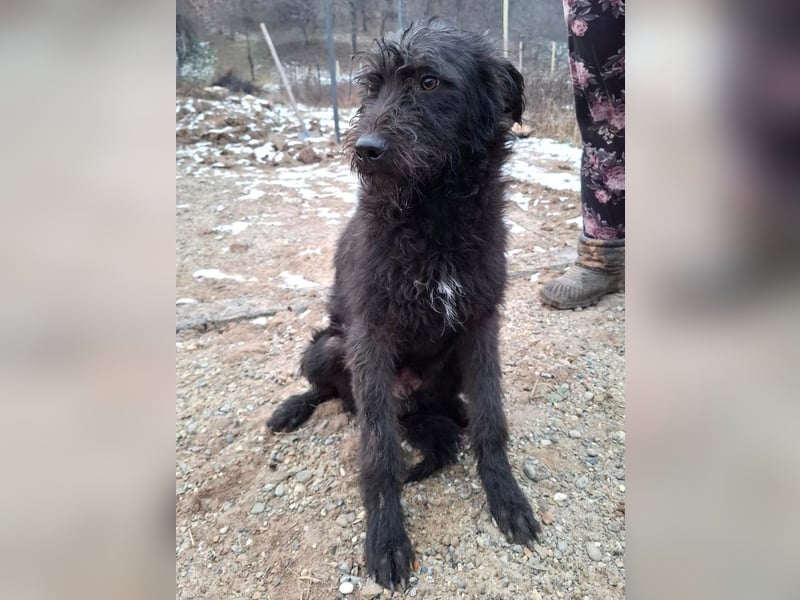 Louie - verspielter, fröhlicher 10 Monate junger Hunde-Junge