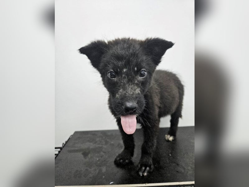 Kalea - freundliches Welpenmädchen sucht liebevolles Zuhause