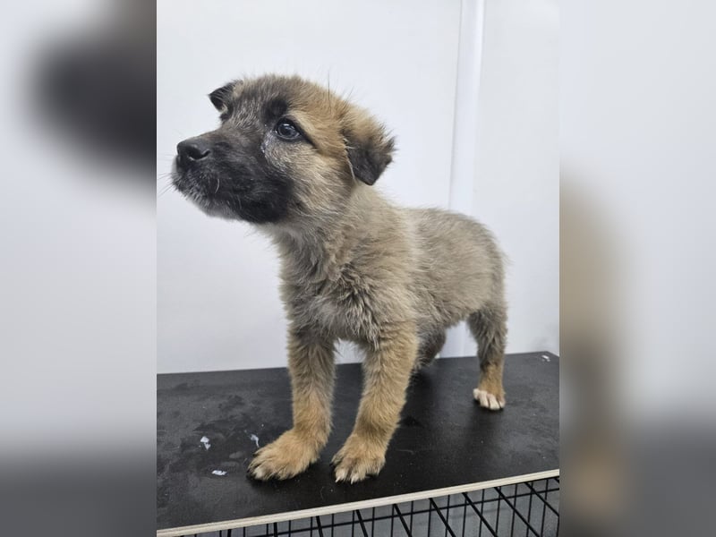 Oskar - aufgeweckter Welpe sucht ein Zuhause