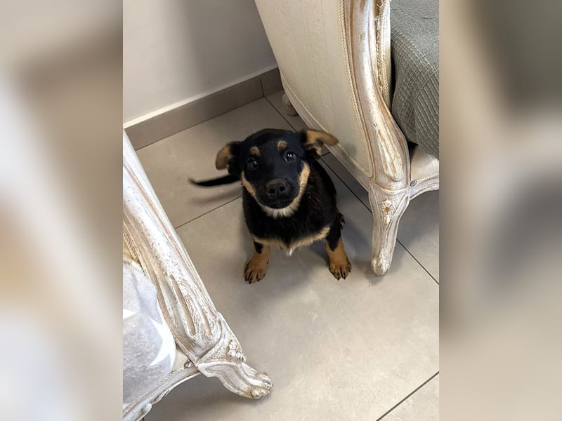 Pusha - 4 Monate junges, fröhliches, liebes Hundemädchen sucht ein Zuhause