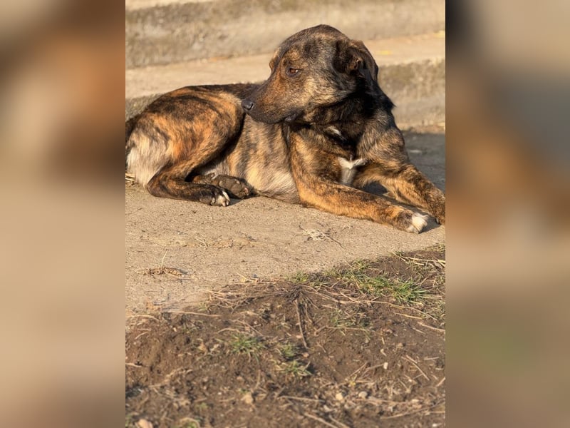 Noni - aktiver, freundlicher Rüde sucht Zuhause oder Pflegestelle