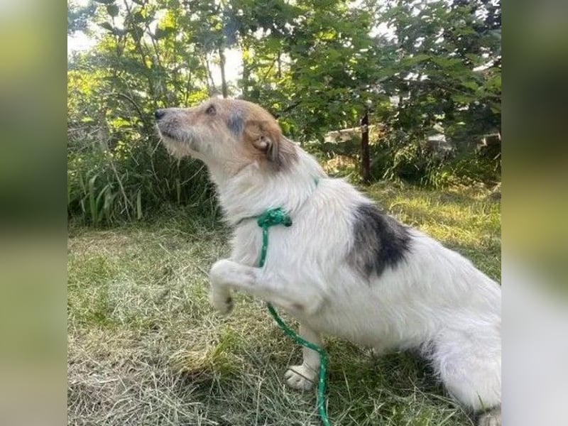 Ben - lebhafter, menschenbezogener und freundlicher Rüde / z.Zt. noch in Rumänien