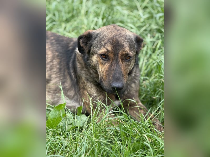 Noni - aktiver, freundlicher Rüde sucht Zuhause oder Pflegestelle