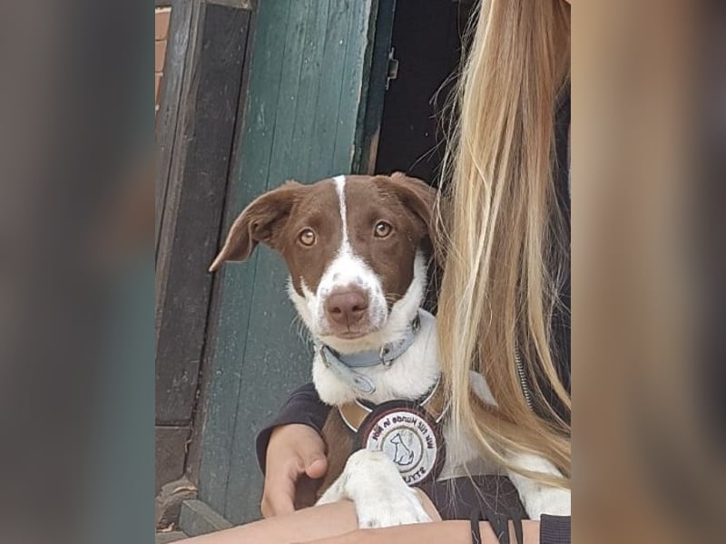 Romy - freundliche, lebhafte 8 Monate alte Hündin sucht ein Zuhause