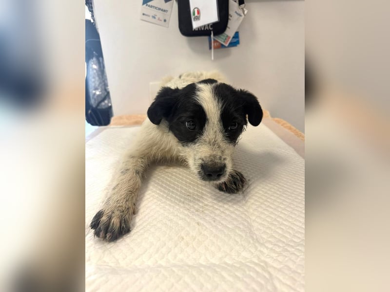 Luna - aktives, verspieltes 6 Monate junges Hunde-Mädchen sucht liebevolles Zuhause