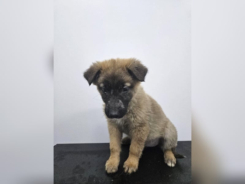 Ella - verspieltes Welpenmädchen sucht ein Zuhause