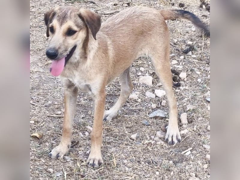 Sandía - liebes, verschmustes Welpenmädchen sucht ihr Glück