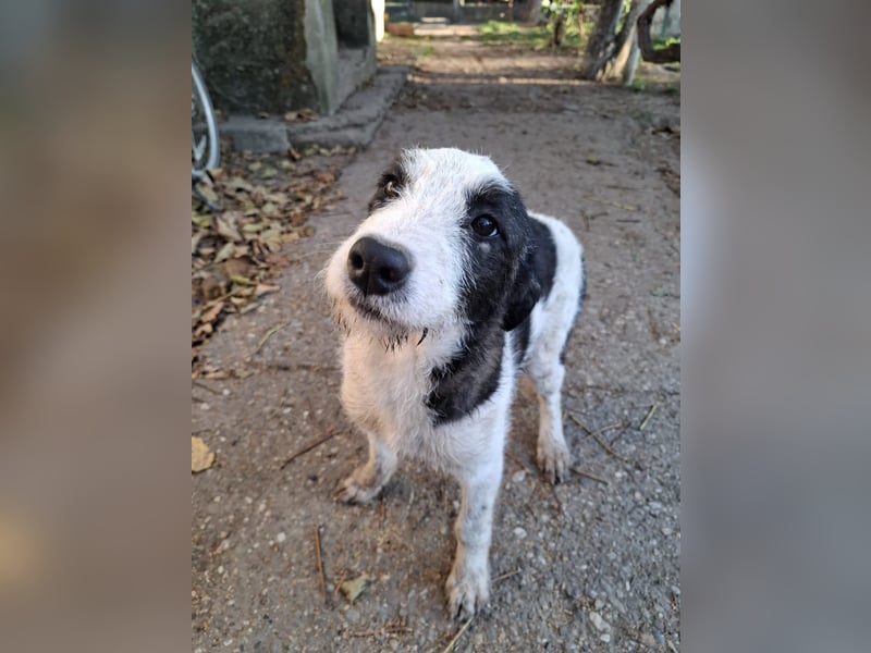 Vita - verspieltes, fröhliches 10 Monate junges Hunde-Mädchen