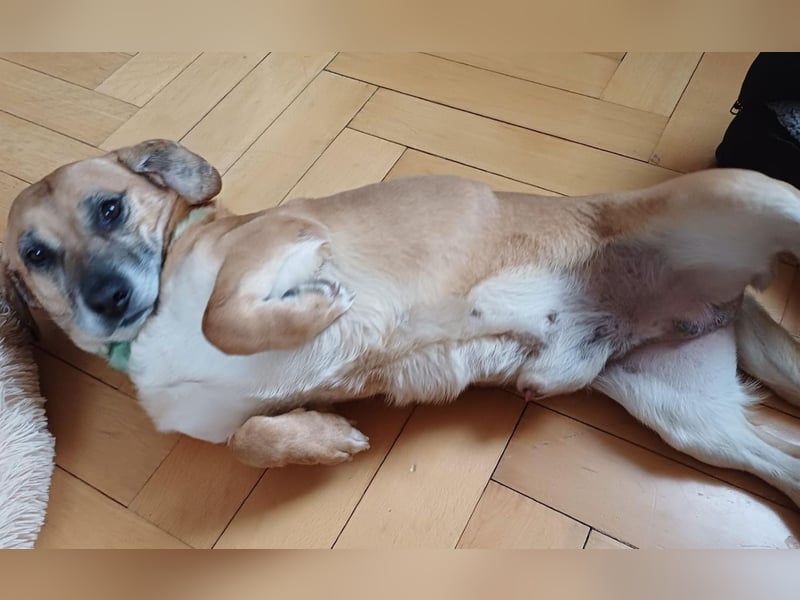 Tolo - verspielter, menschenbezogener Senior auf PS in Zaberfeld-Ochsenburg