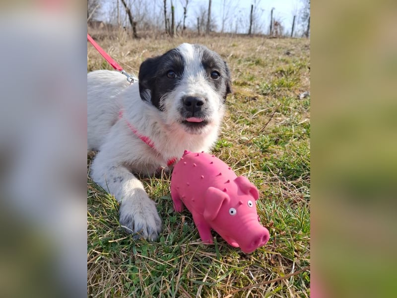 Luna - aktives, verspieltes 6 Monate junges Hunde-Mädchen sucht liebevolles Zuhause